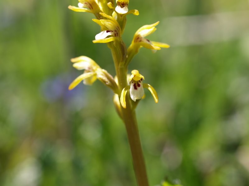 Orchidee val Brenta